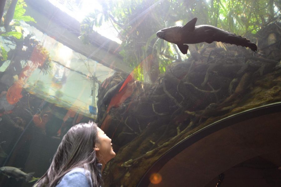 Junior Cheryl Shin gazes upward at the exotic fish in the flooded rain forest exhibit in the Aquarium. “My favorite part of the AP Bio field trip was being able to explore the museum with my friends. I got really excited in the aquarium and butterfly exhibits and it was just a fun day with friends,” she said.