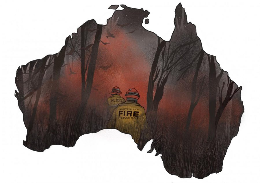 Bushfires+devastate+Australian+wildlife