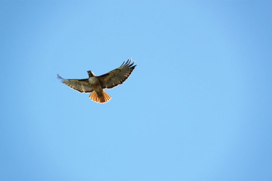 A male red-tailed hawk screeches and soars through the air. It has seen another male and is heading to defend its territory.