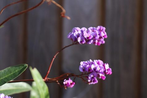 The early blooming Hardenbergia stands out in a dormant winter garden.
