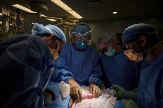 A surgeon, wearing bulky equipment and masks, holds a pigs kidney carefully, surrounded by his team.
