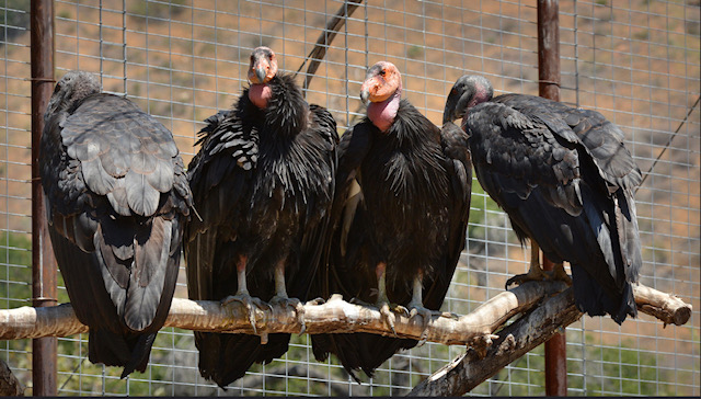 California condors at the Hopper Mountain NWR facility wait for medical evaluation.