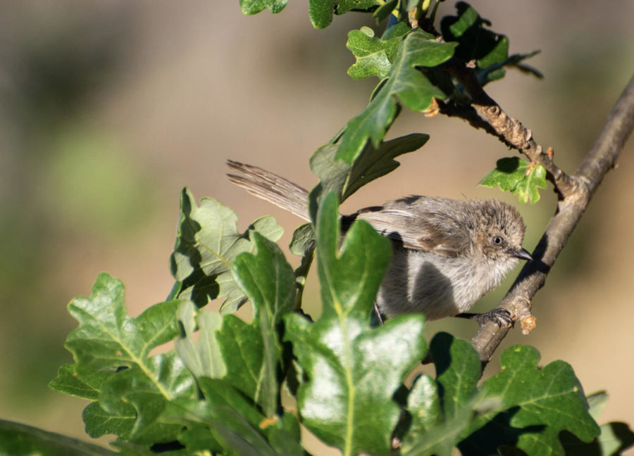 An American Bushtit sits on the branch of a bush.