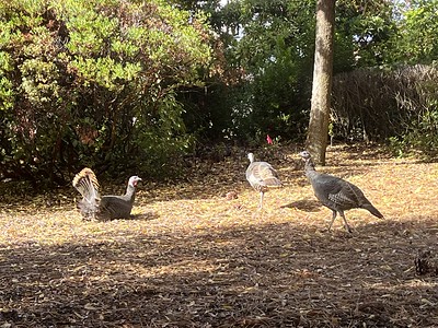 Turkeys on Bollinger Canyon Road, near the street