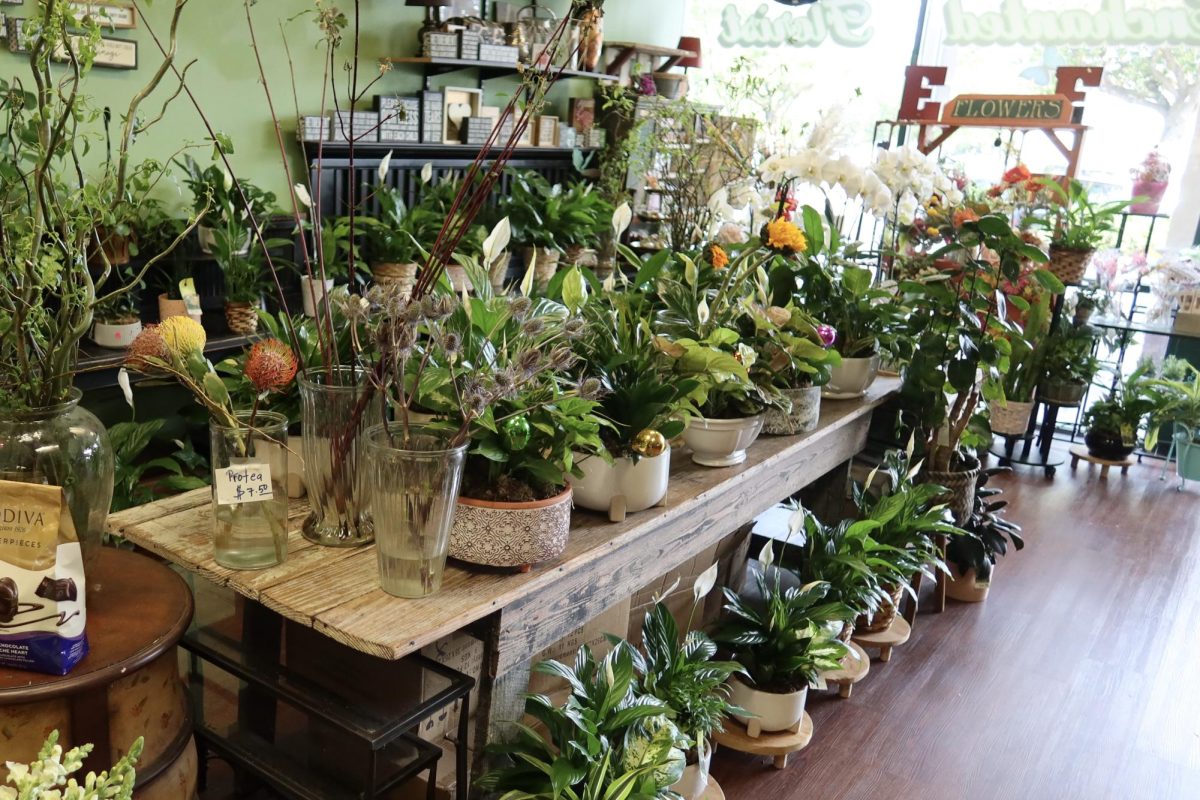 Plants at Enchanted Florist & Gifts.
