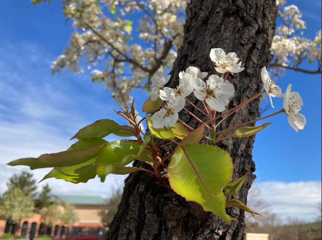 Flowers of San Ramon