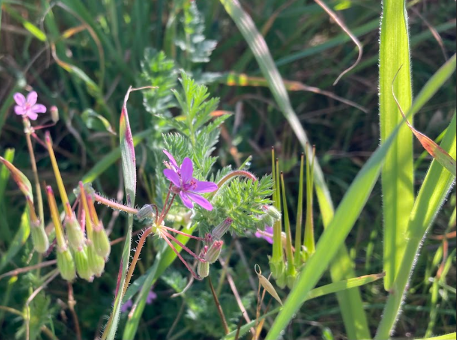 Flowers of San Ramon