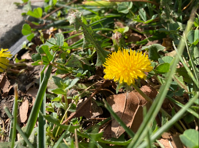 Flowers of San Ramon