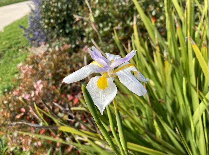Flowers of San Ramon