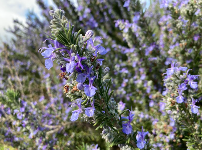 Flowers of San Ramon