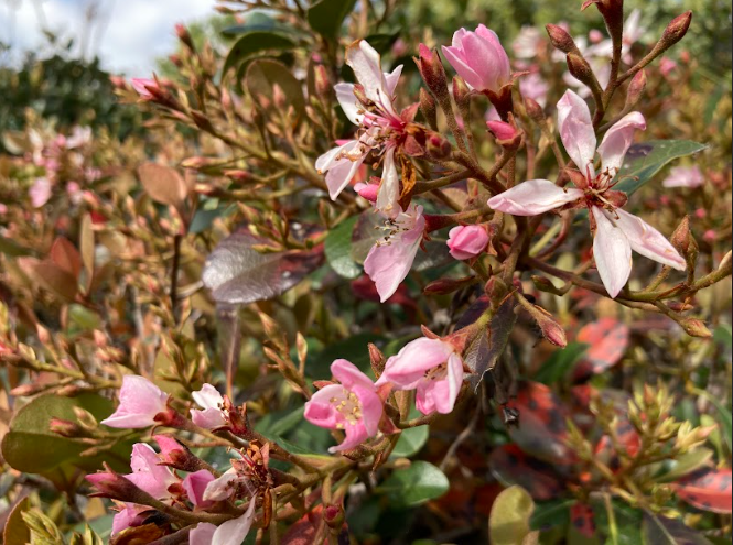 Flowers of San Ramon