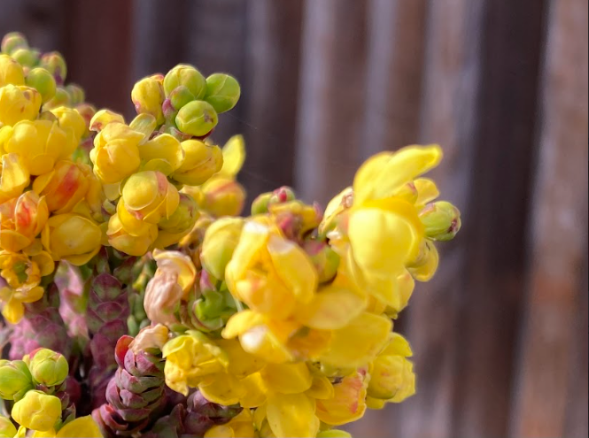 Flowers of San Ramon