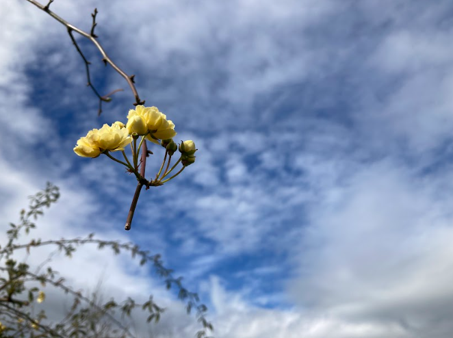 Flowers of San Ramon