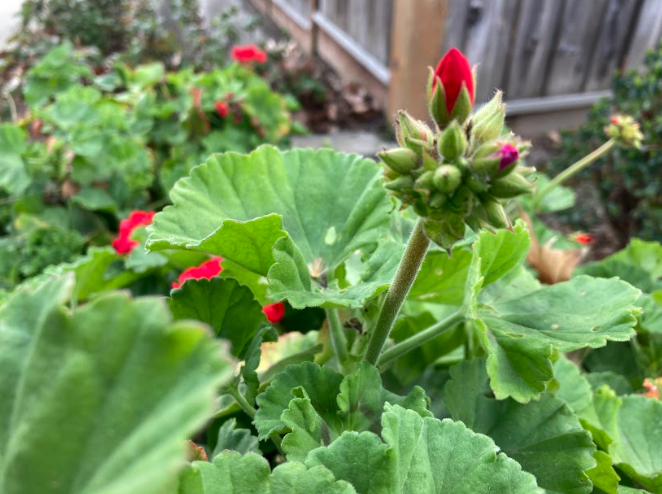 Flowers of San Ramon